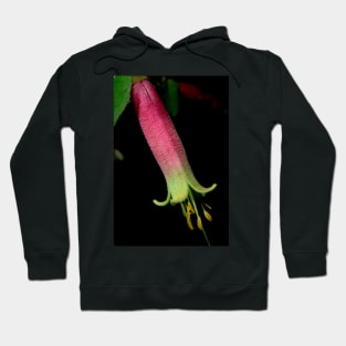 Red Correa Close Up Hoodie